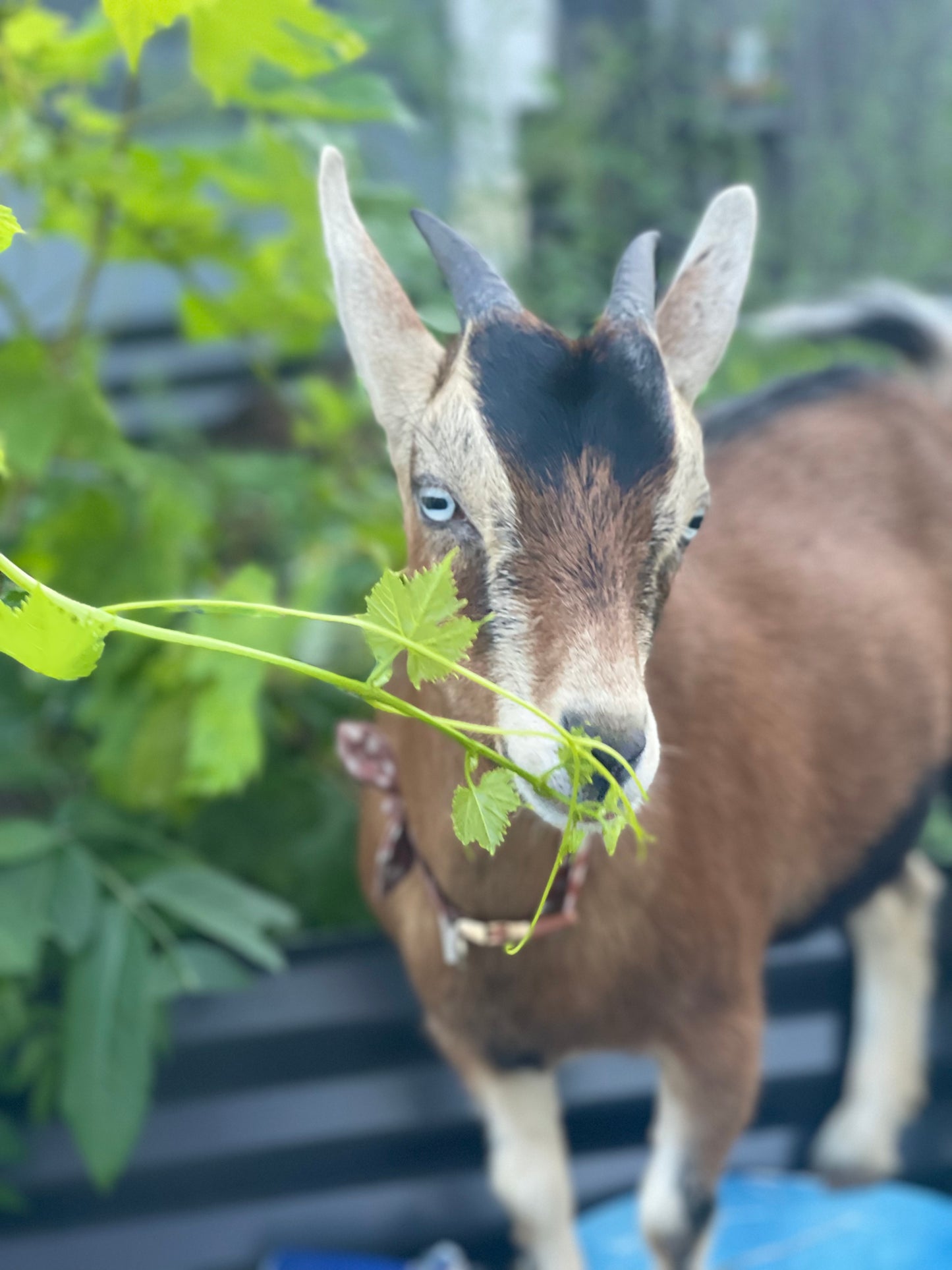 Goat Milk Soap: Unscented Cold Process