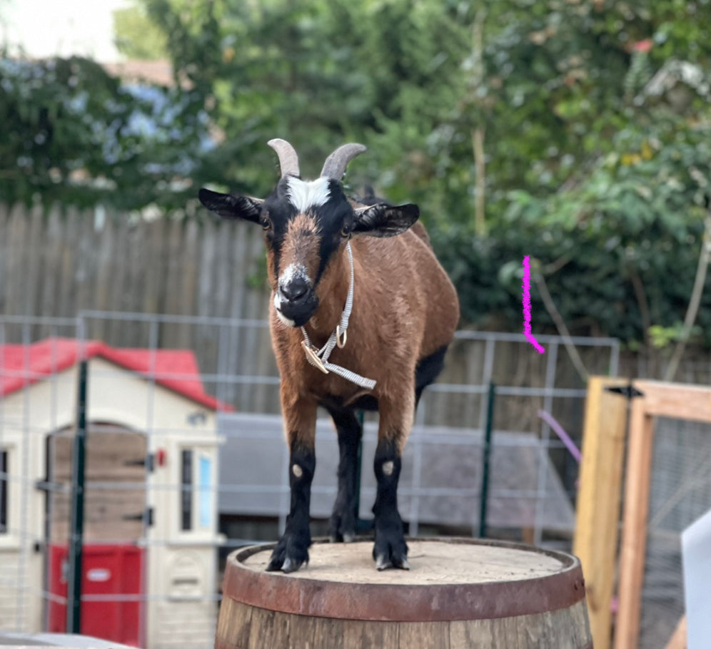 Goat Milk Soap: Unscented Cold Process